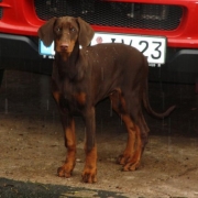 LindaamAuto